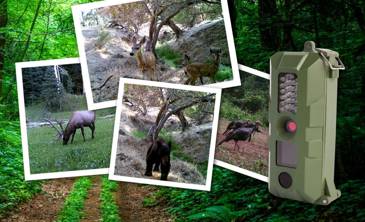 5mp Trail Camera with wildlife images