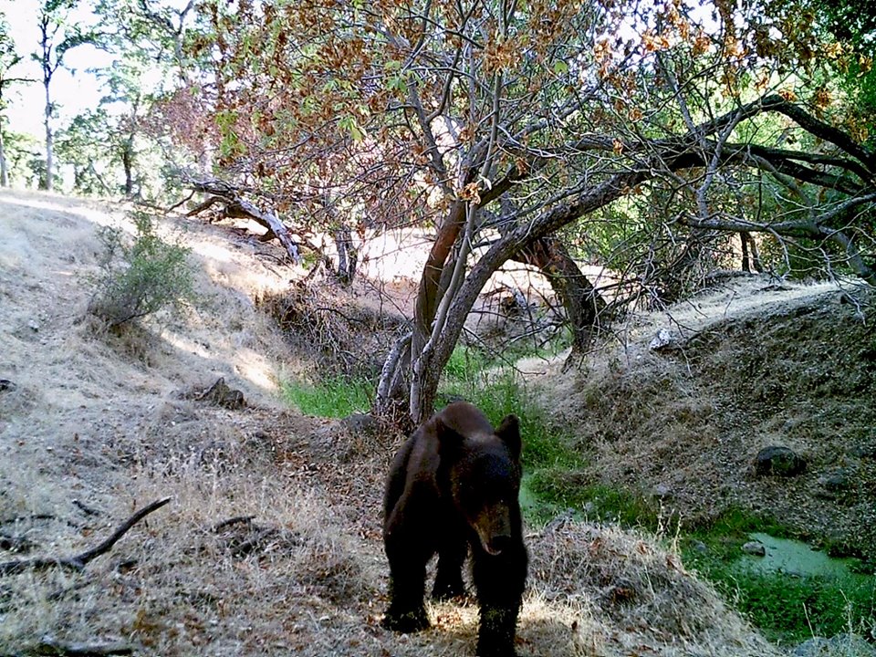 Trail Camera Image of Bear