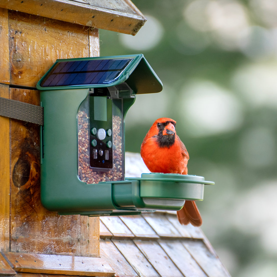 Wild Bird Feeder with WiFi Camera