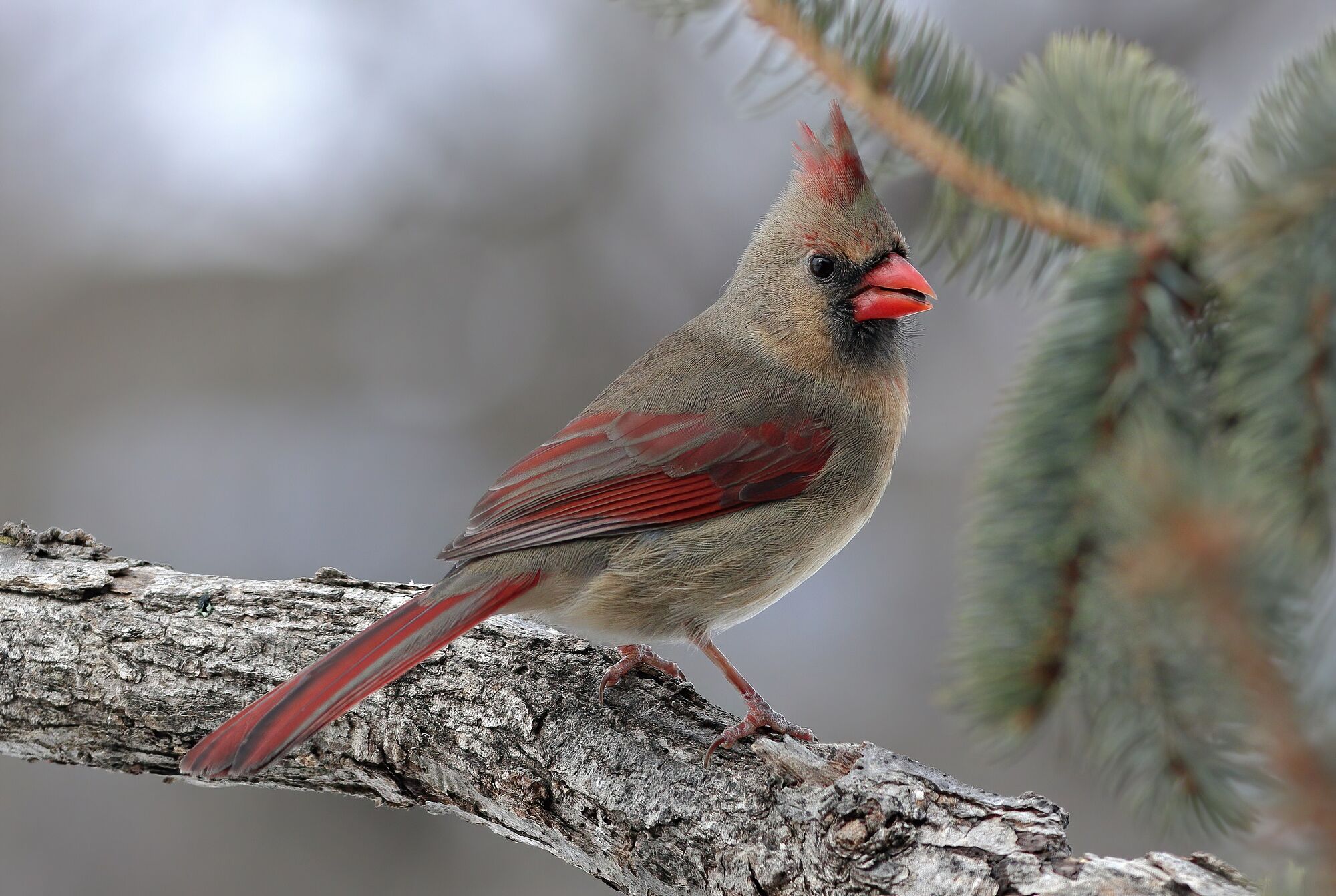 Northern Cardinal by Sheldon Farworski